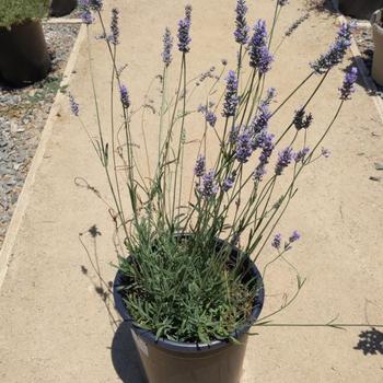 Lavandula x intermedia 'Provence' (Provence French Lavender) - Provence Provence French Lavender