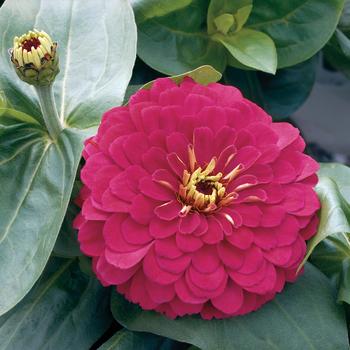 Zinnia elegans - Magellan™ 'Cherry' Zinnia elegans - Magellan™ 'Cherry'