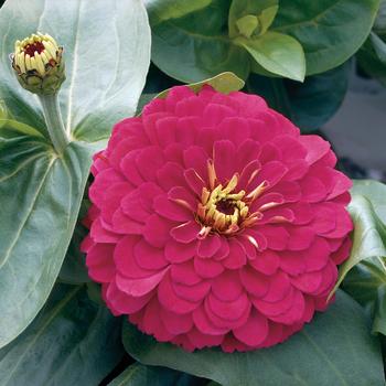 Zinnia elegans - Magellan™ 'Cherry'