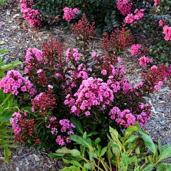 Lagerstroemia indica (Crapemyrtle) - Barista&reg; 'Dark Roast'