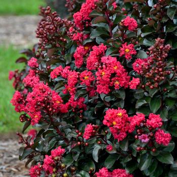 Lagerstroemia indica (Crapemyrtle) - Barista&reg; 'Cherry Mocha'