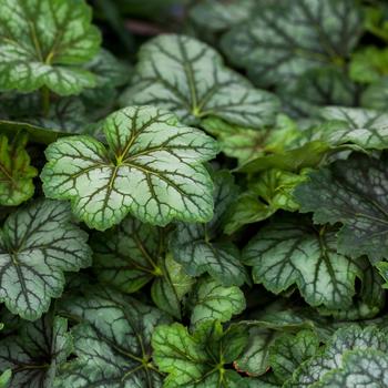 Heuchera americana 'Marvelous Marble™' (Coral Bells) - Marvelous Marble™ Coral Bells