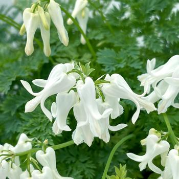 Dicentra (Bleeding Hearts) - Amore&trade; 'Titanium'