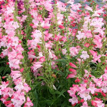 Penstemon - 'Flock of Flamingos' Beardtongue
