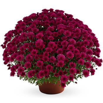 Chrysanthemum x morifolium ''Dark Pink'' (Garden Mum) - Elizabeth™ Dark Pink