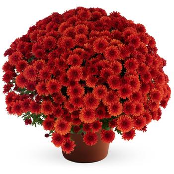 Chrysanthemum x morifolium ''Bronze'' (Garden Mum) - Judy™ Bronze Chrysanthemum x morifolium ''Bronze'' (Garden Mum) - Judy™ Bronze
