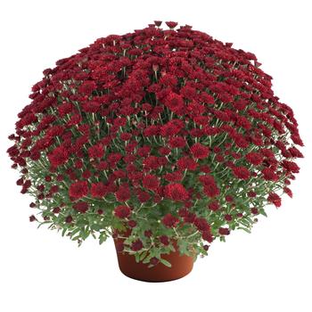 Chrysanthemum x morifolium (Garden Mum) - Selena™ 'Red' Chrysanthemum x morifolium (Garden Mum) - Selena™ 'Red'