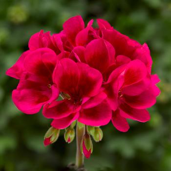 Pelargonium (Interspecific Geranium) - Mojo&trade; Cranberry Splash