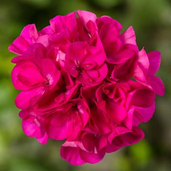 Pelargonium (Interspecific Geranium) - Mojo&trade; Dark Pink