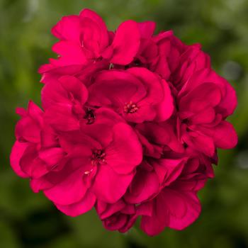 Pelargonium (Interspecific Geranium) - Mojo&trade; Magenta