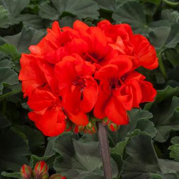 Pelargonium (Interspecific Geranium) - Mojo&trade; Orange