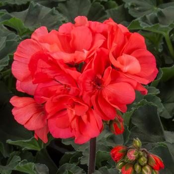 Pelargonium (Interspecific Geranium) - Mojo&trade; Salmon