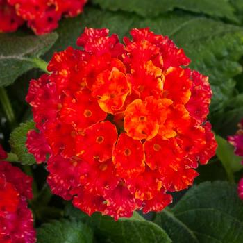 Lantana camara - Bandana&reg; 'Black Cherry'