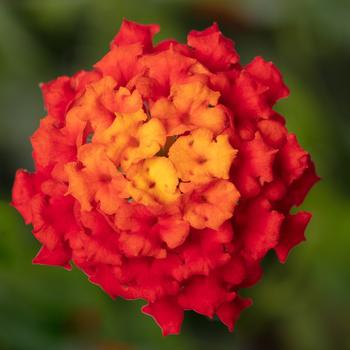 Lantana camara - Bandolista&trade; Red Chili