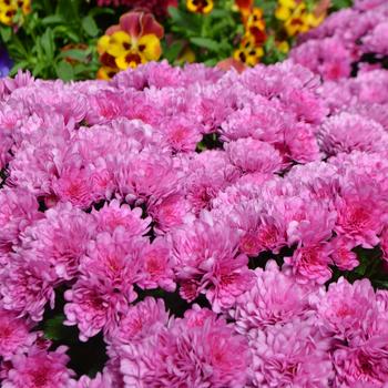 Chrysanthemum x morifolium - ''Wanda™ Lavender'' Garden Mum Chrysanthemum x morifolium - ''Wanda™ Lavender'' Garden Mum