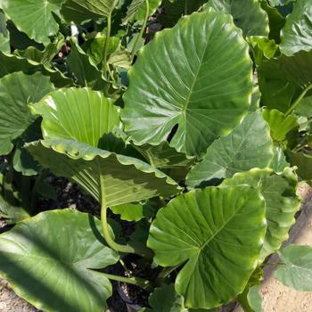 Alocasia macrorrhiza 'Odora' (Elephant's Ear Green) - Odora Elephant's Ear Green Alocasia macrorrhiza 'Odora' (Elephant's Ear Green) - Odora Elephant's Ear Green