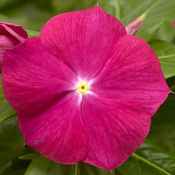 Catharanthus roseus (Vinca) - Cora&reg; XDR Cranberry