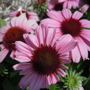 Echinacea purpurea (Coneflower) - SunMagic 'Vintage Lavender'