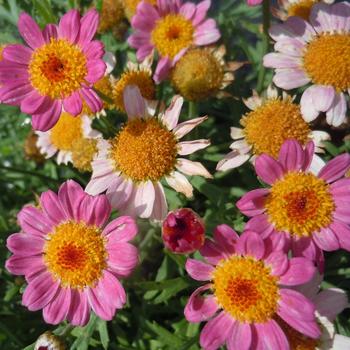 Argyranthemum frutescens - Lollies™ Pink Pez