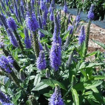 Veronica longifolia - Skyward&trade; 'Blue'