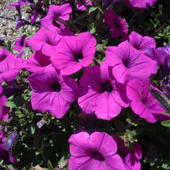 Petunia - Durabloom&trade; 'Electric Lilac'