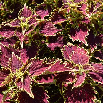 coleus - Main Street 'Bourbon Street'