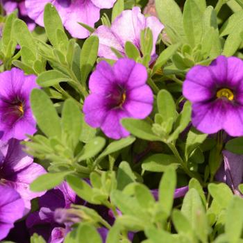 Calibrachoa - 'Bloomtastic Purple' Million Bells