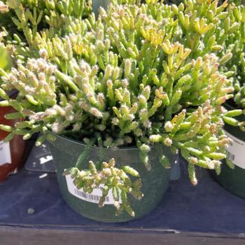 Rhipsalis cereuscula (Coral Cactus) - Coral Cactus Rhipsalis cereuscula (Coral Cactus) - Coral Cactus