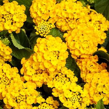 Lantana camara - Luscious&reg; 'Royale Lemon Tart'