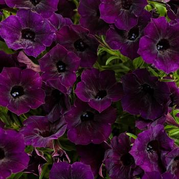 Petunia - Supertunia Mini Vista&reg; 'Midnight'