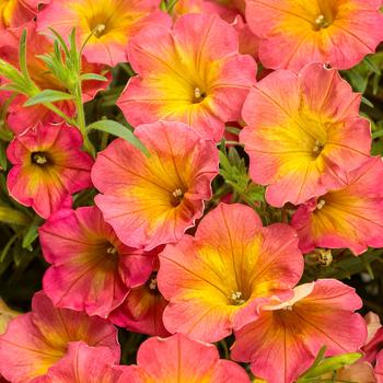 Petunia - Supertunia&reg; 'Persimmon'