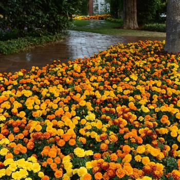 Tagetes patula (Crested French Marigold) - Hot Pak™ 'Mixture'