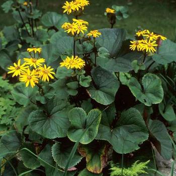 Ligularia dentata 'Desdemona' (Bigleaf Ligularia) - Desdemona Bigleaf Ligularia Ligularia dentata 'Desdemona' (Bigleaf Ligularia) - Desdemona Bigleaf Ligularia