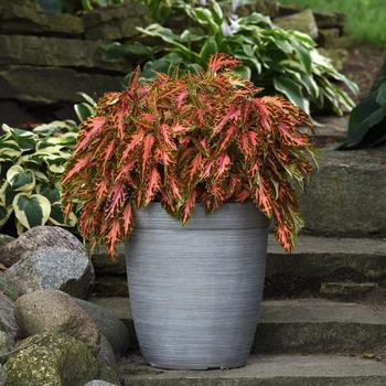 Coleus scutellarioides - 'Coral Candy' Premium Sun Coleus