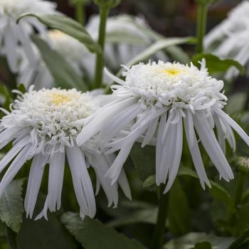 Leucanthemum x superbum - 'Carpet Angel&reg;' Shasta Daisy