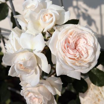 Rosa (Climbing Rose) - Arborose&reg; 'Honeymoon&trade;'