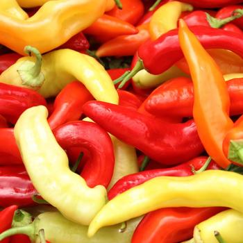 Capsicum annuum - 'Sweet Banana' Pepper 'Sweet Banana' Capsicum annuum - 'Sweet Banana' Pepper 'Sweet Banana'