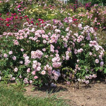 Rosa - 'Blushing Drift&reg;' Rose