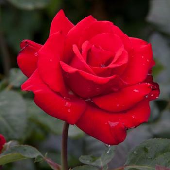 Rosa (Rose) - Eleganza® 'Grande Amore™'