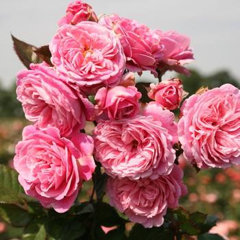 Rosa (Rose) - Parfuma® 'Summer Romance™'