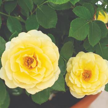 Rosa (Rose) - Sunblaze&reg; Lemon