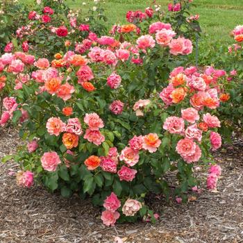 Rosa (Shrub Rose) - Tequila® 'Supreme'