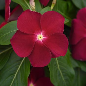 Catharanthus roseus (Vinca, Periwinkle) - Titan&trade; 'Cranberry'
