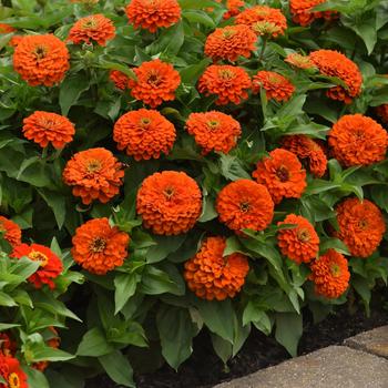 Zinnia elegans - Zesty&trade; Orange
