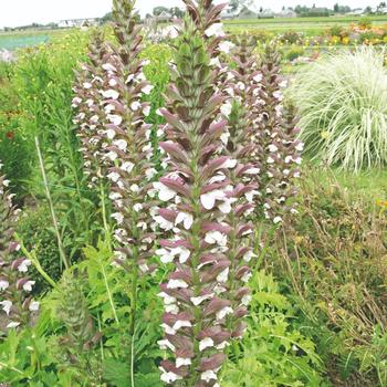 Acanthus spinosus x mollis - 'Morning Candle' Bear's Breeches