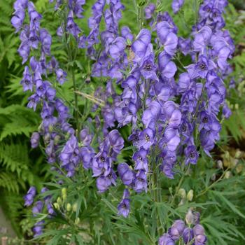 Aconitum fischeri - Monkshood