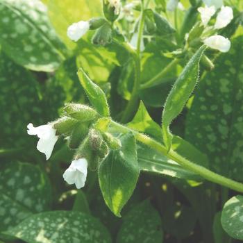 Pulmonaria officinalis 'Sissinghurst White' (Lungwort) - Sissinghurst White Lungwort