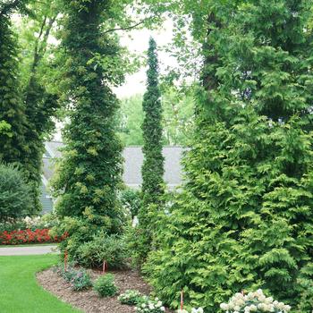Thuja occidentalis - Sting&reg; Arborvitae