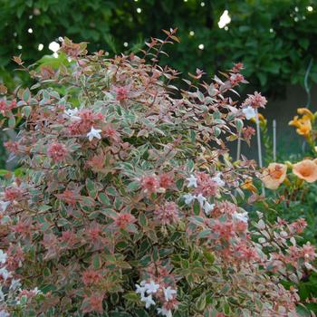 Abelia x grandiflora - Tres Amigos® Abelia x grandiflora - Tres Amigos®
