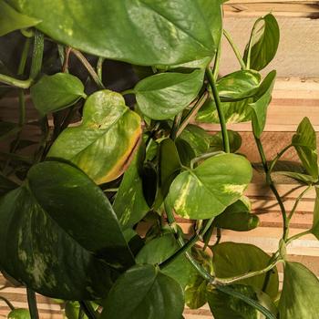 Epipremnum aureum (Golden Pothos) - Golden Pothos Epipremnum aureum (Golden Pothos) - Golden Pothos